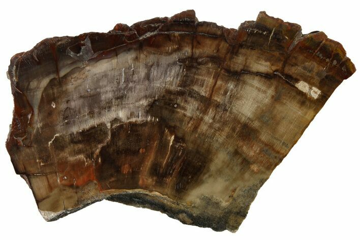 Polished, Petrified Wood (Araucaria) Slab - Madagascar #183270